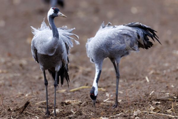  bk bearbeitet bearbeitet