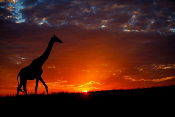 1009215dmii9215 063236